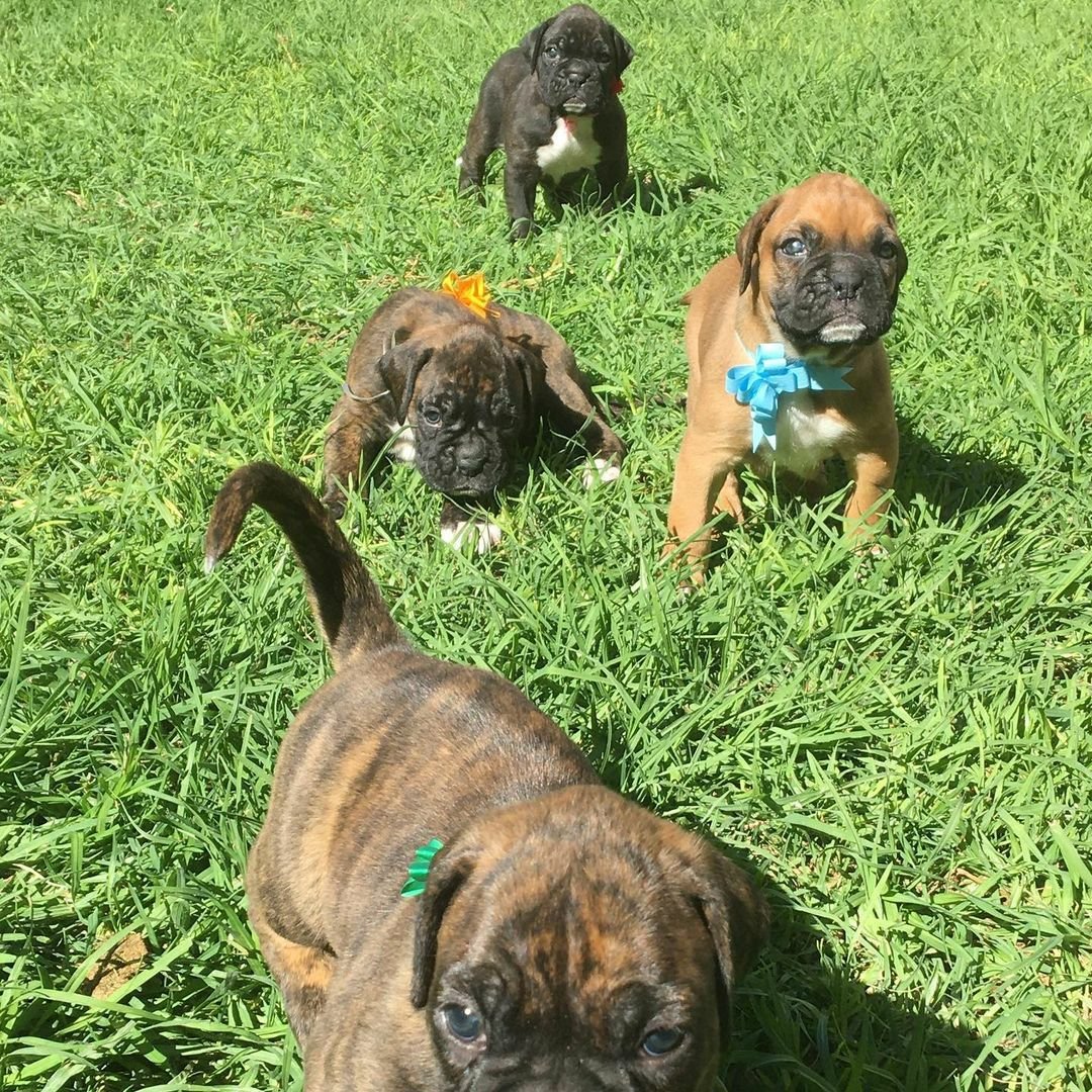 Healthy Boxer puppy with breeder