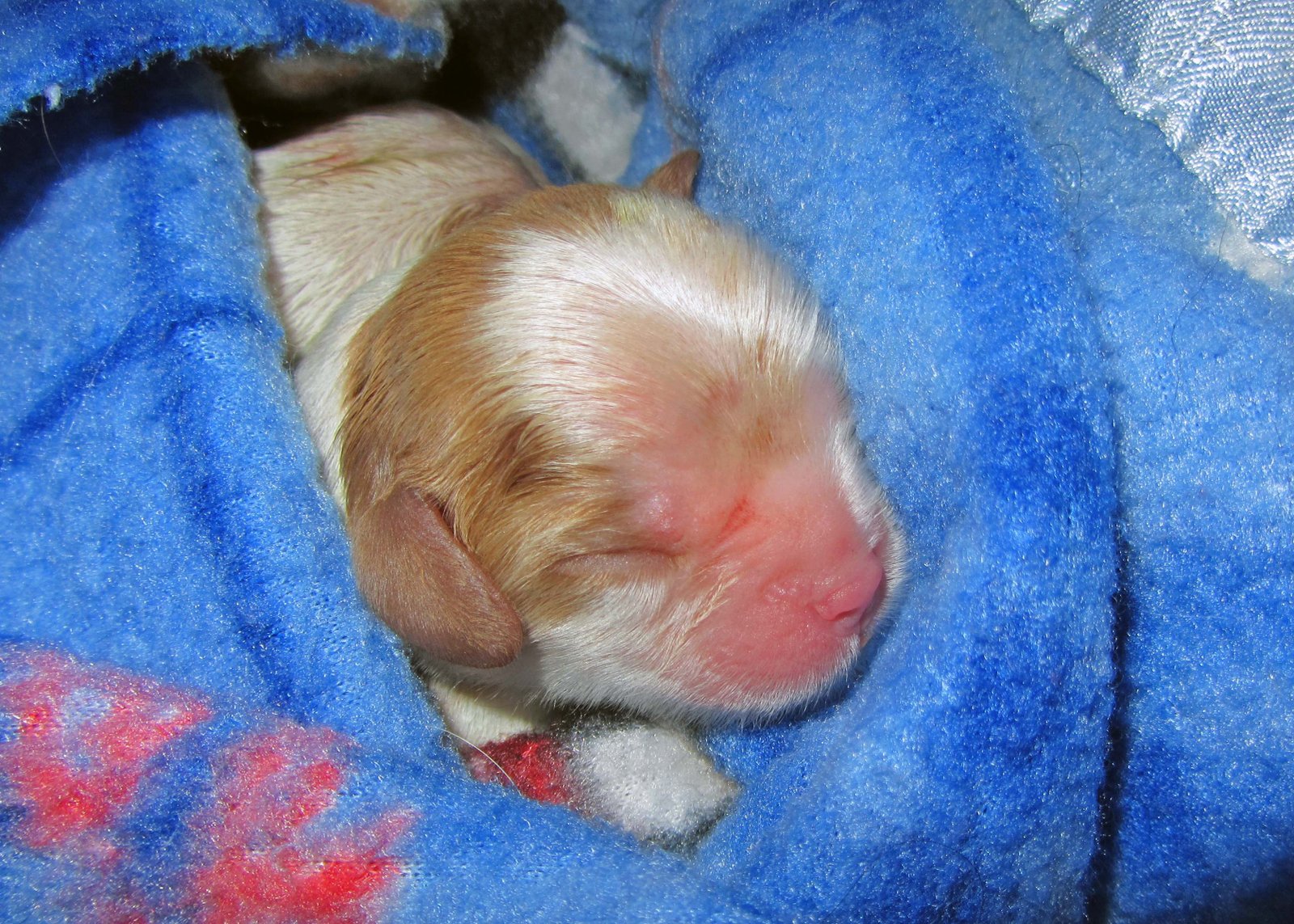 Puppy Adoption Process